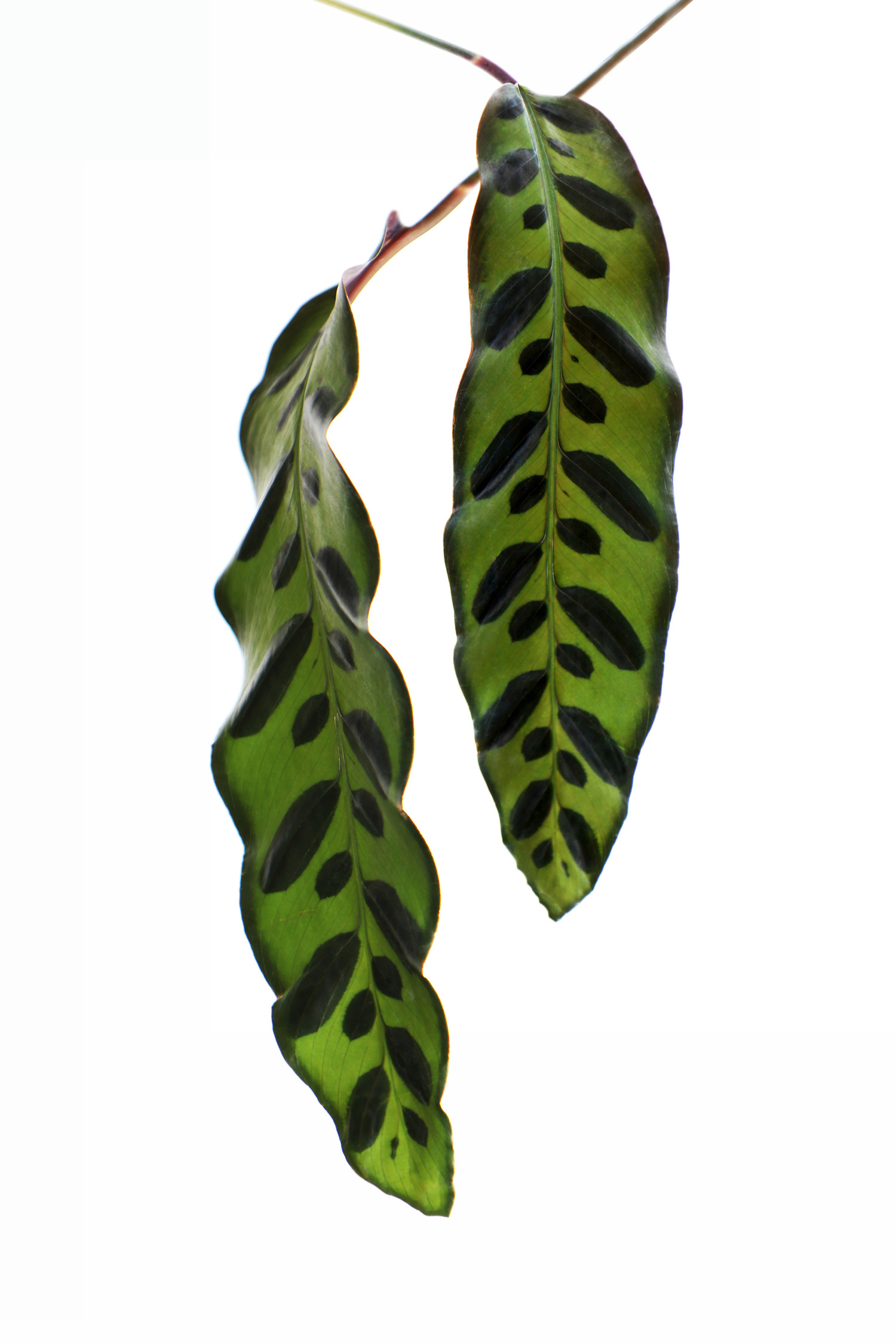 leaves within a leaf