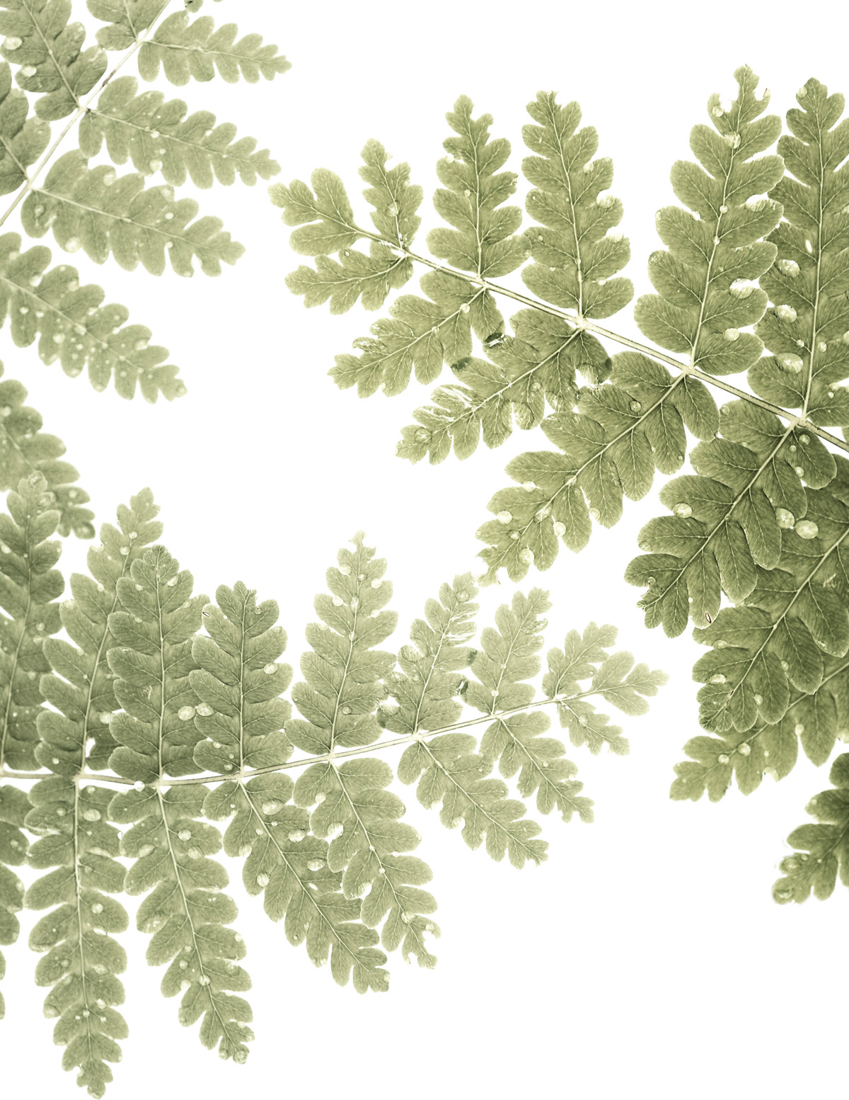 friday fern day