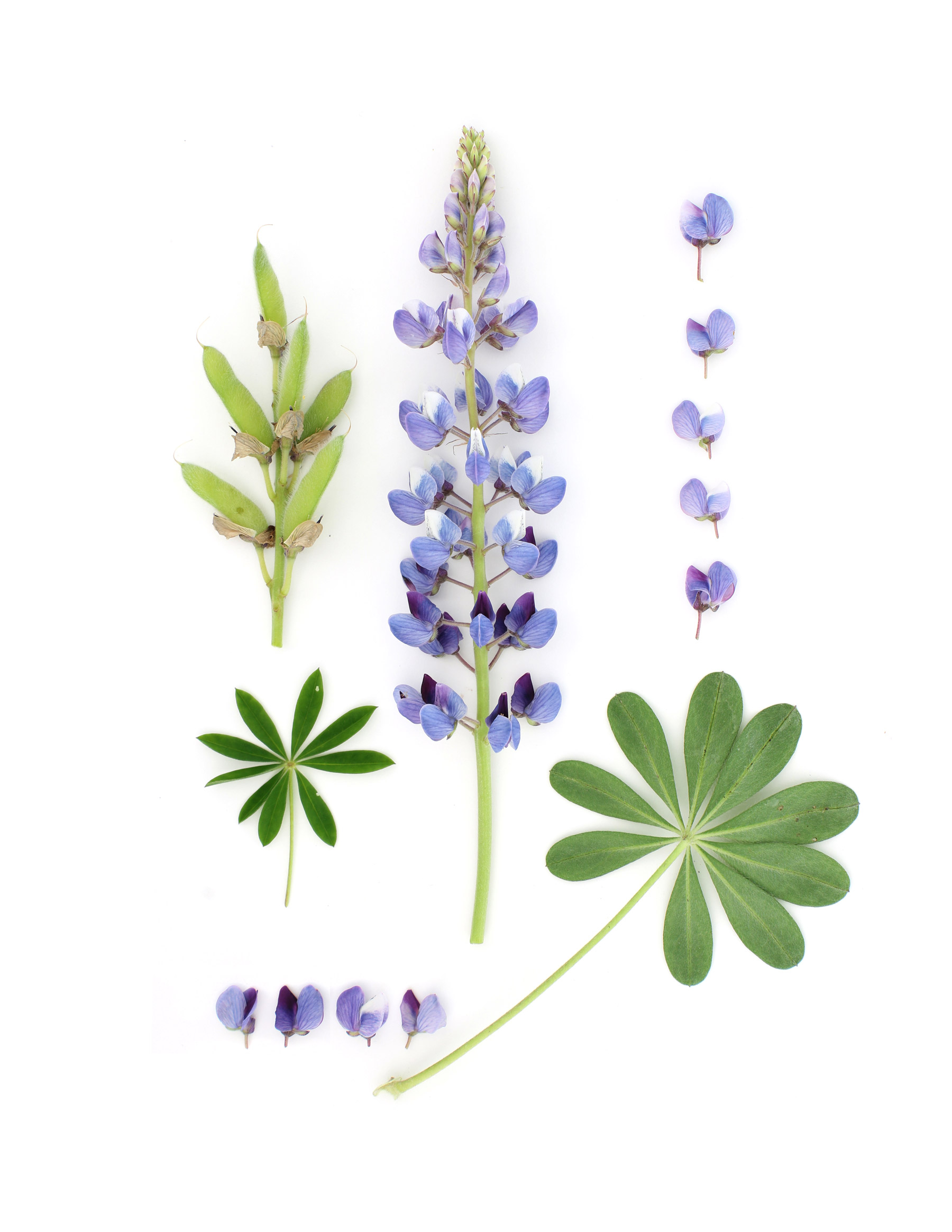 deconstructed lupine