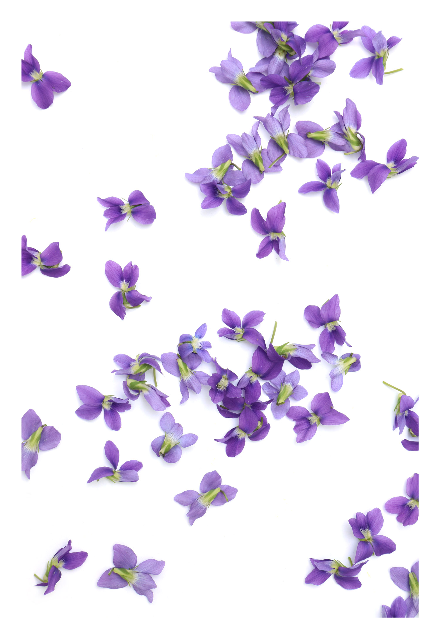violets for Violet