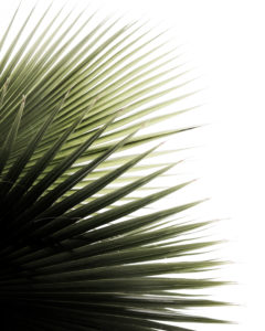 fan palm