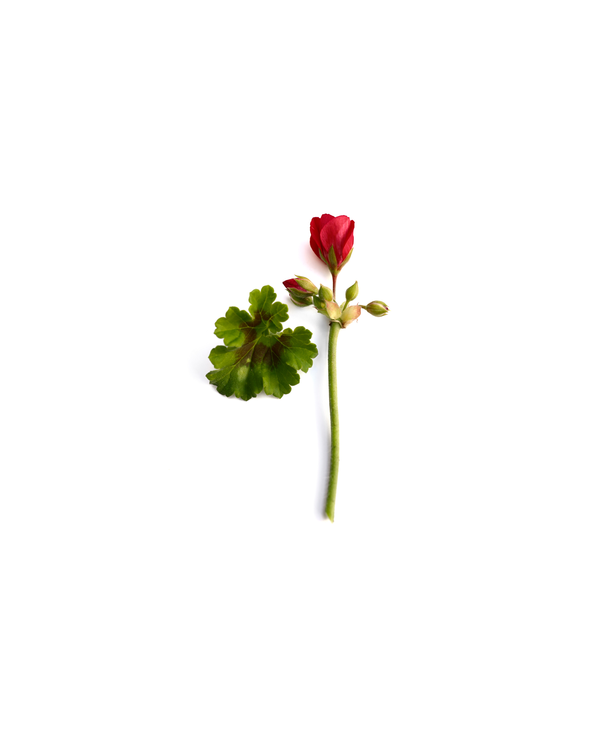 a rose is a rose is a geranium