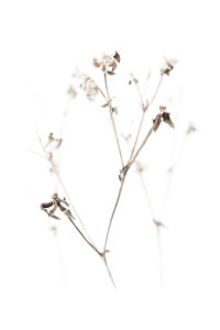 arthritic winter stems