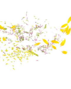 botanical confetti