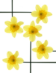 the unbearable happiness of daffodils