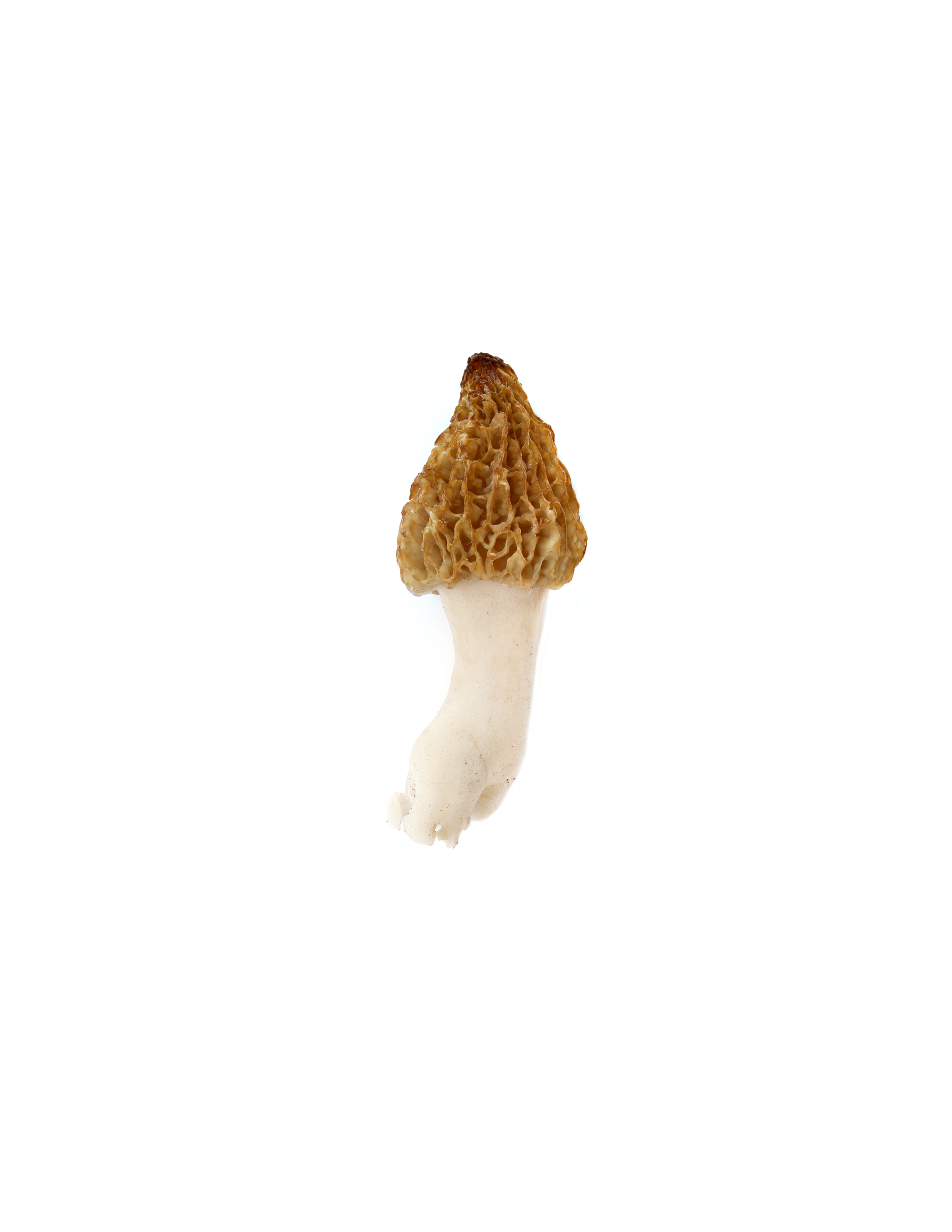 m is for may and morels