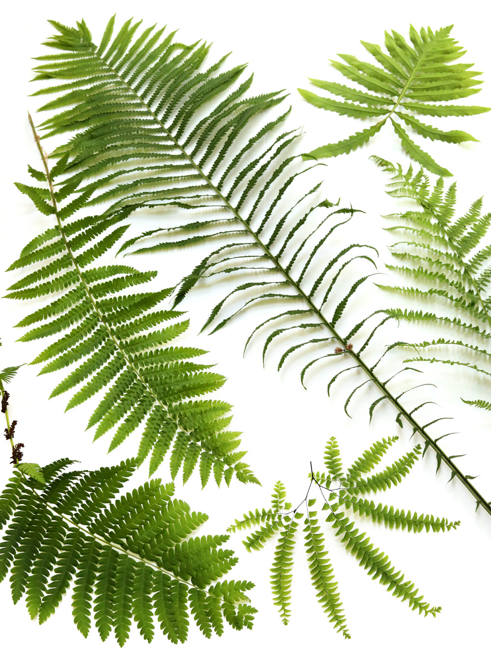 peak fern season