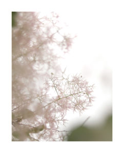 ‘smoke-like’ fluffy flower heads