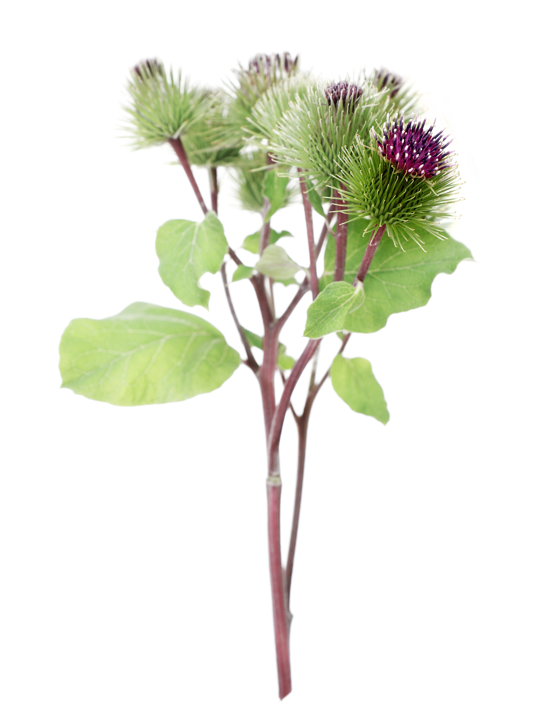 looks like a thistle, smells like a thistle…but not a thistle