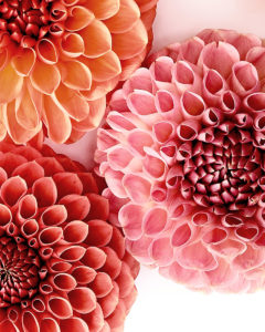 dahlia details