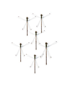 a squadron of damselflies