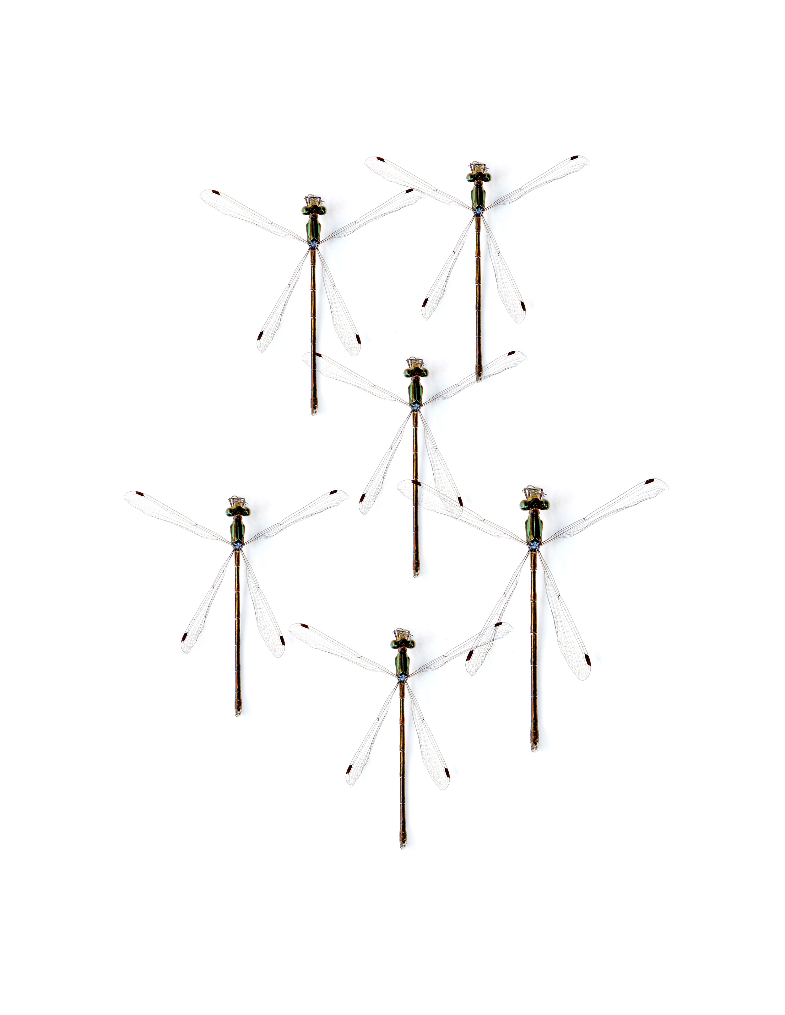 a squadron of damselflies