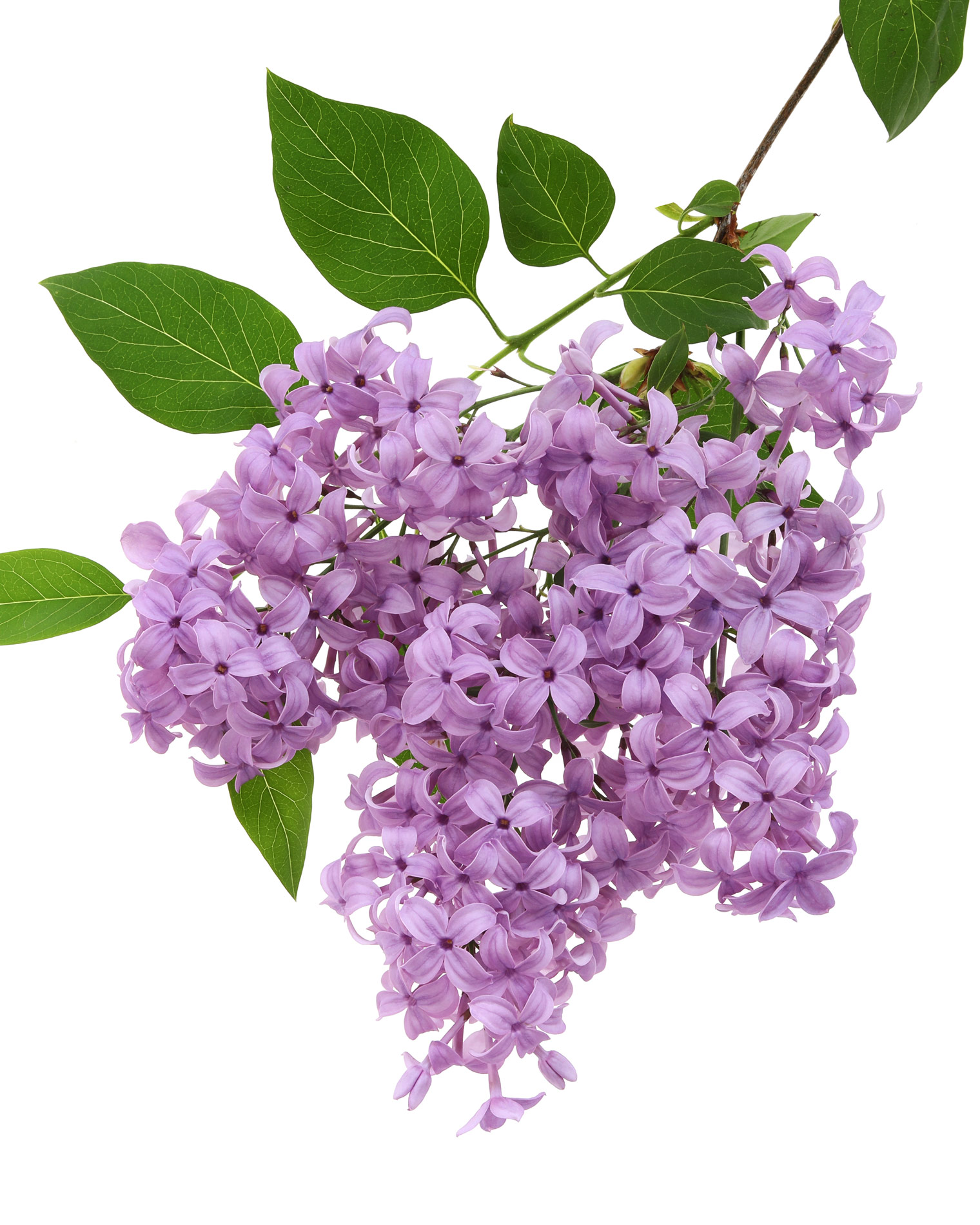 whew! back in time for lilacs