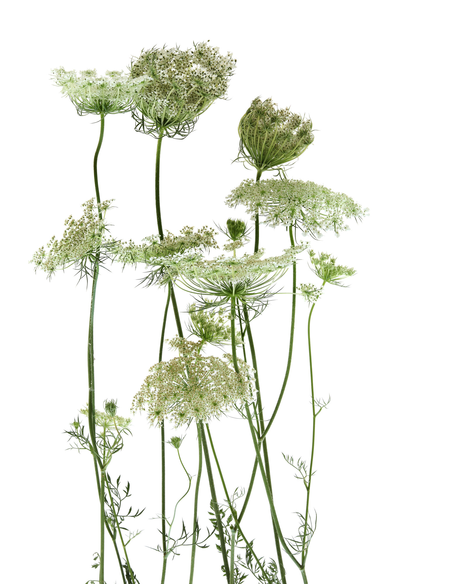 (umbellifer) family photo