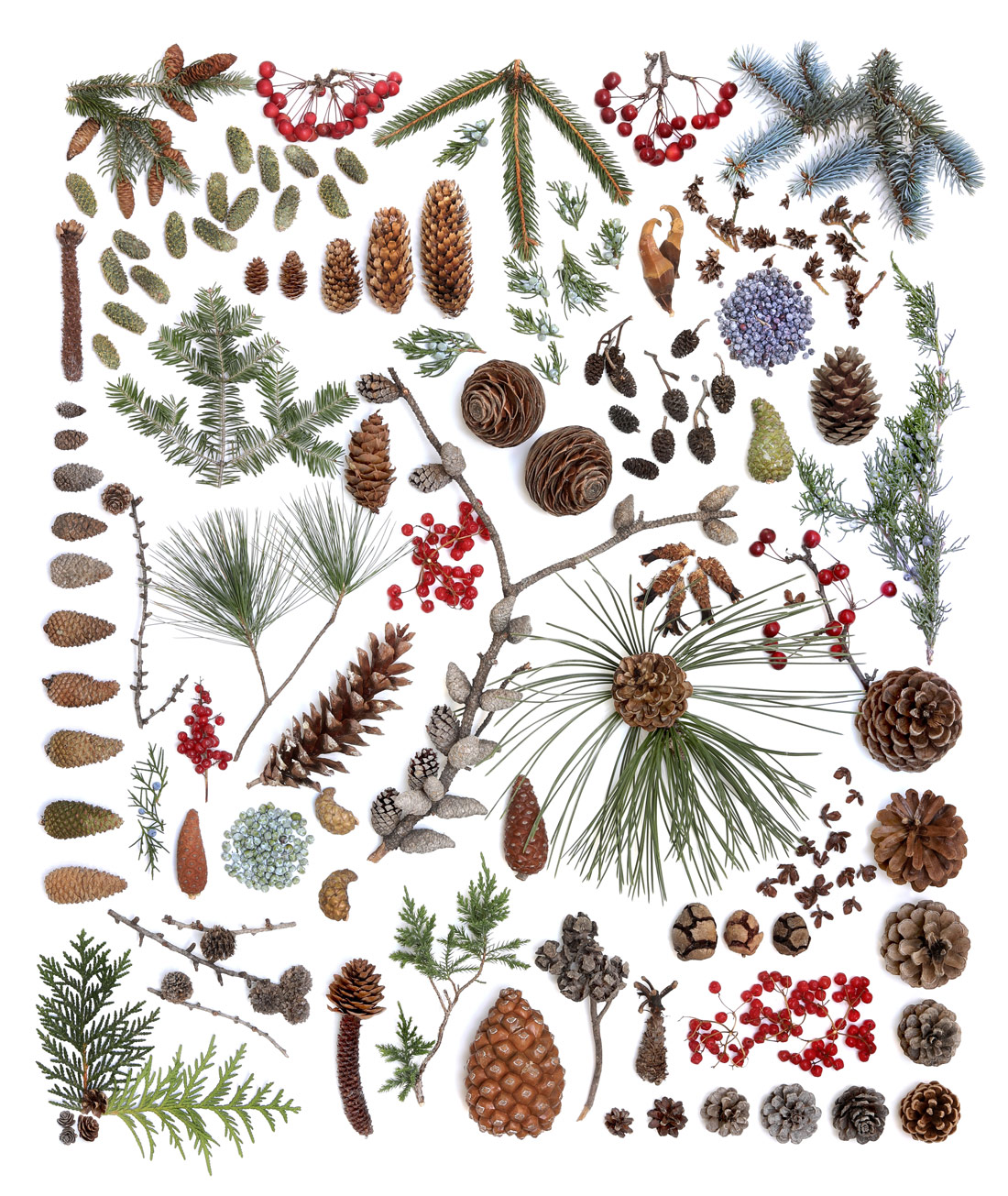 still life with pine cones and evergreens