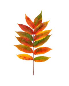 all of fall in one leaf