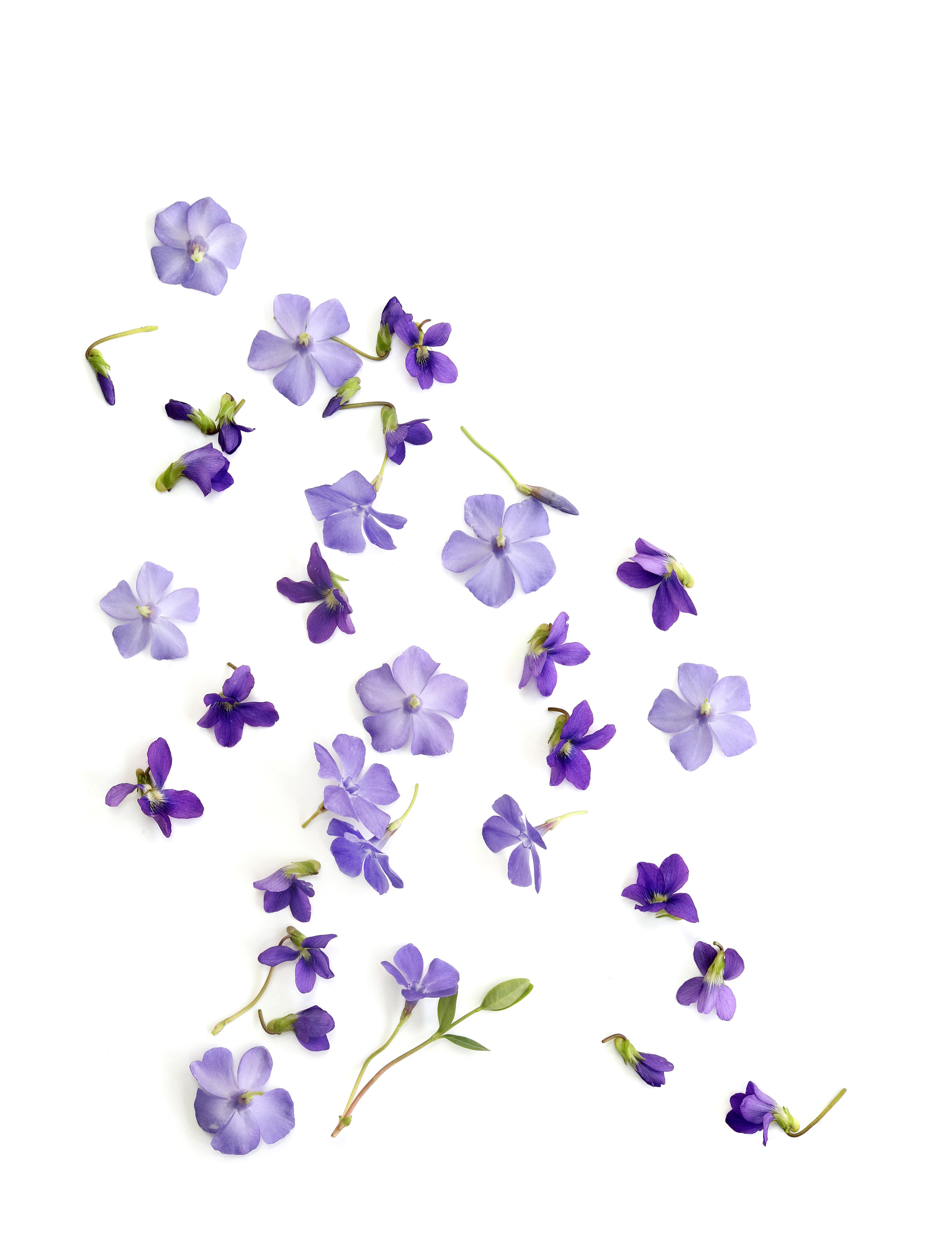 vincas and violets