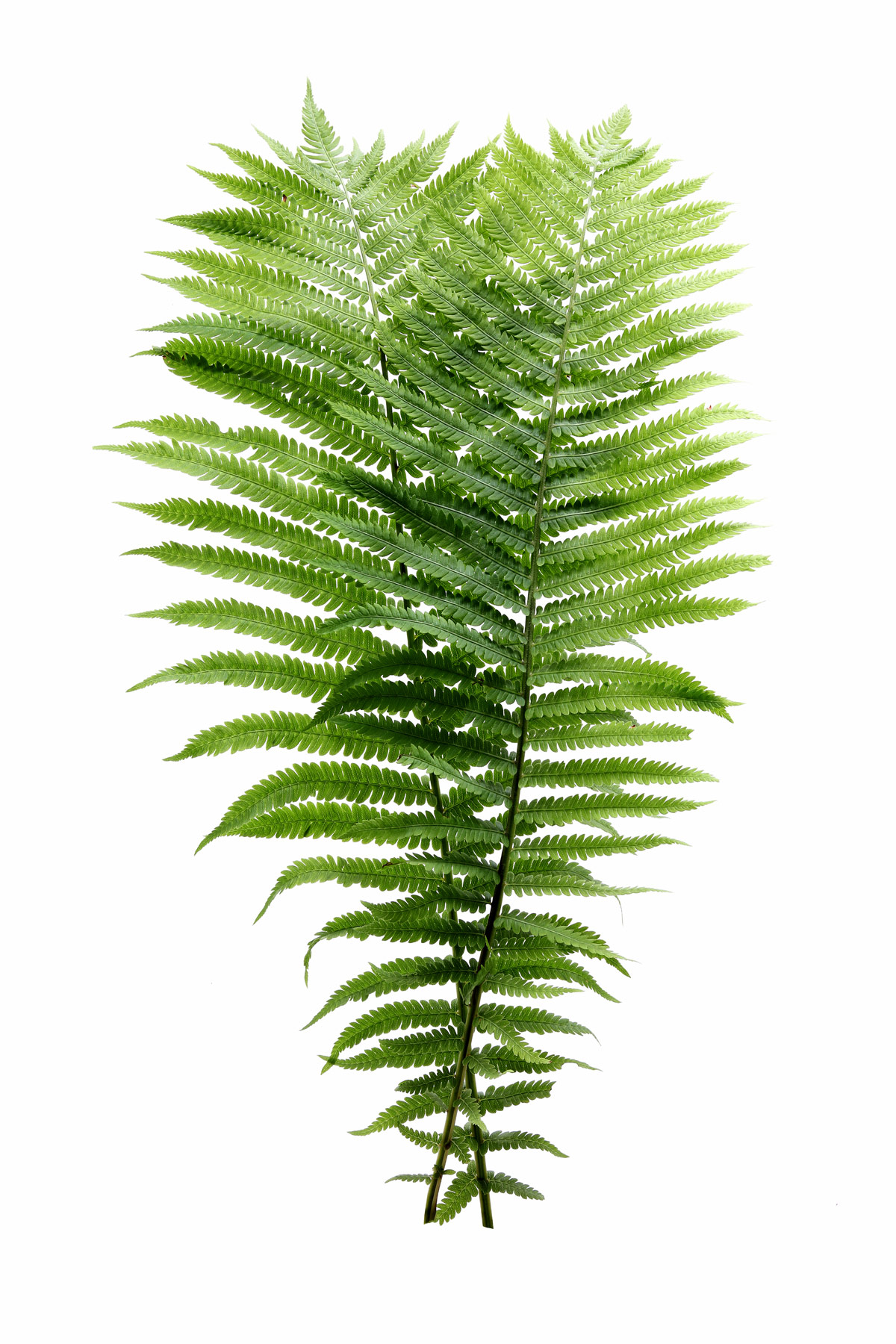 The King of Ferns