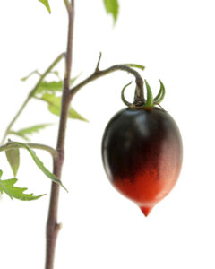 Is there anything more perfect than a vine-ripened tomato?